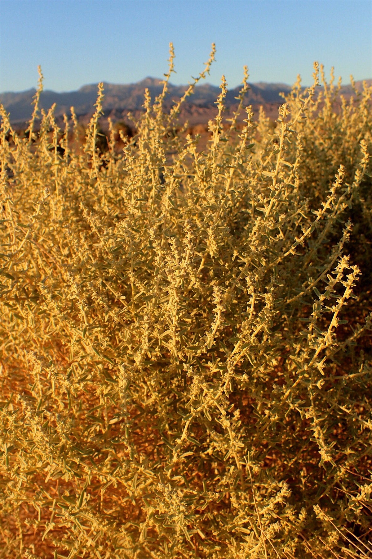 100 FOURWING SALTBRUSH Atriplex Canescens Gray Sage Brush Chamiso Desert Shrub Seeds
