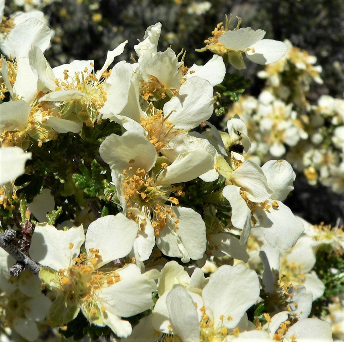 40 STANSBURY CLIFFROSE Purshia Stansburiana Cliff Rose Native Desert Shrub White & Yellow Flower Seeds