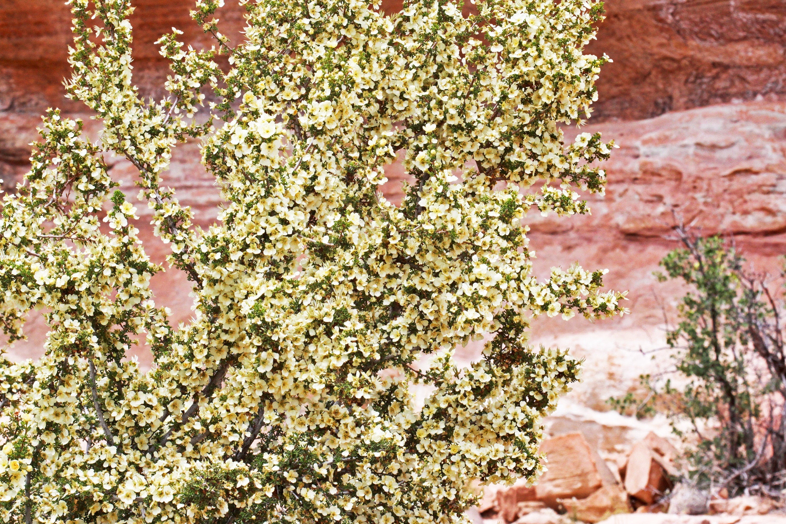 40 STANSBURY CLIFFROSE Purshia Stansburiana Cliff Rose Native Desert Shrub White & Yellow Flower Seeds