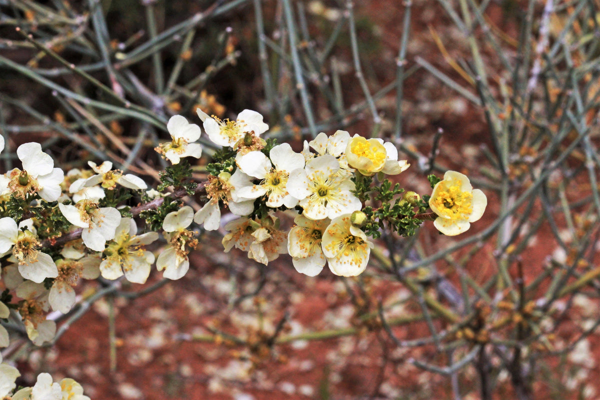 40 STANSBURY CLIFFROSE Purshia Stansburiana Cliff Rose Native Desert Shrub White & Yellow Flower Seeds