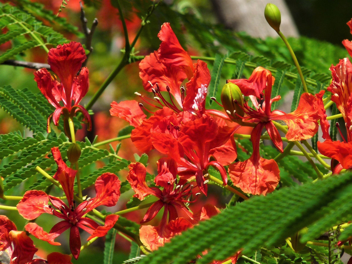 10 RED BIRD Of PARADISE Caesalpinia Pulcherrima aka Pride of Barbados, Dwarf Poinciana, Peacock Flower Seeds