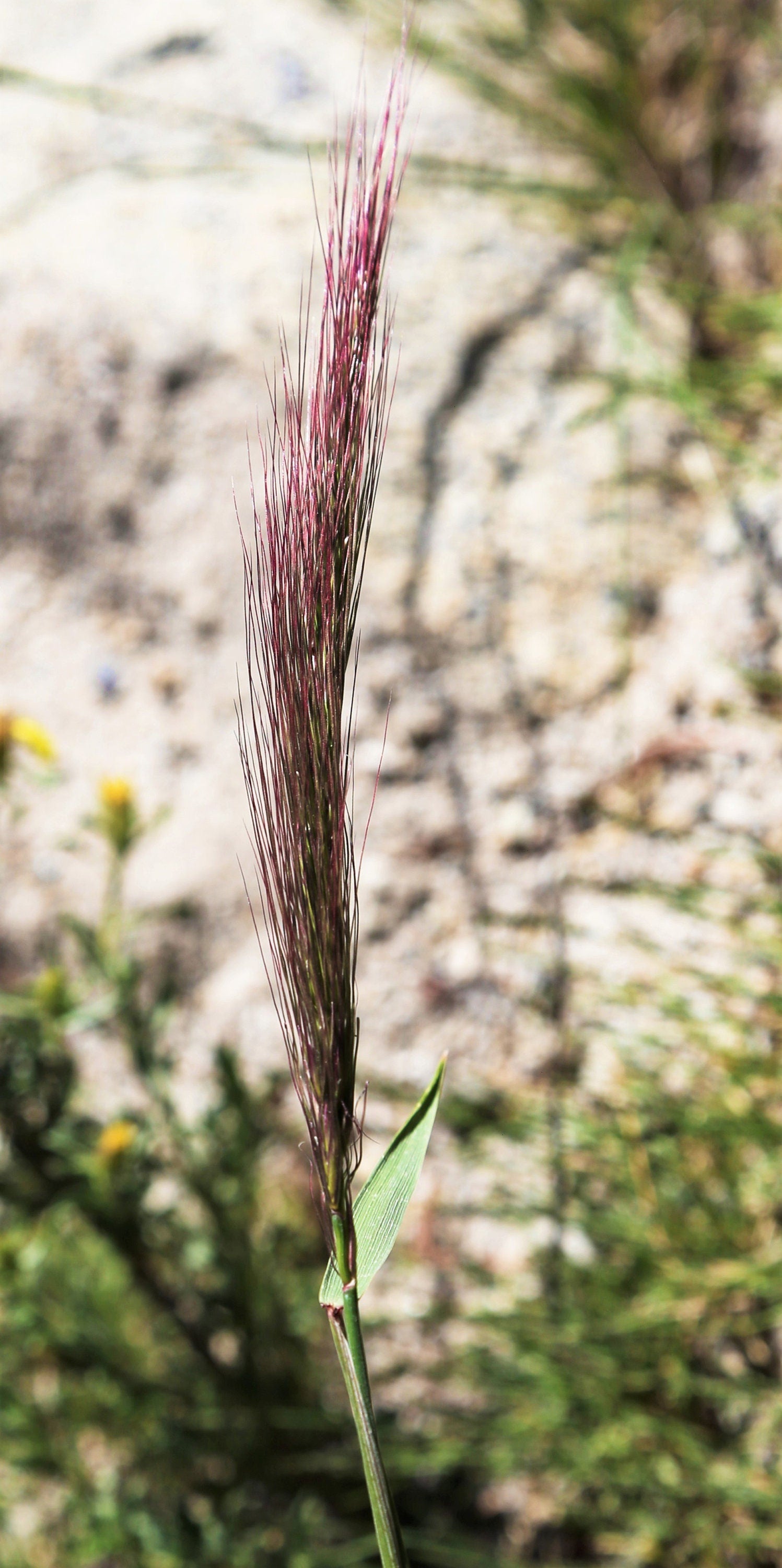 300 Bottlebrush SQUIRRELTAIL RYE GRASS Elymus Elymoides syn Sitanion Hystrix Red Plume Squirrel Tail Ornamental Seeds