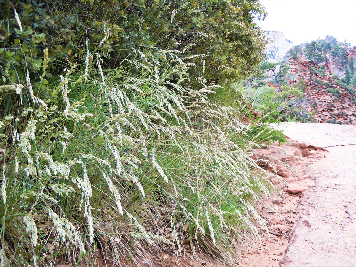 500 MUTTONGRASS Poa Fendleriana Eragrostis Mutton Grass Bluegrass Native Seeds