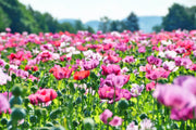 250 AFGHAN Blue POPPY Mixed Colors Papaver Somniferum Pink Purple White Flower Seeds