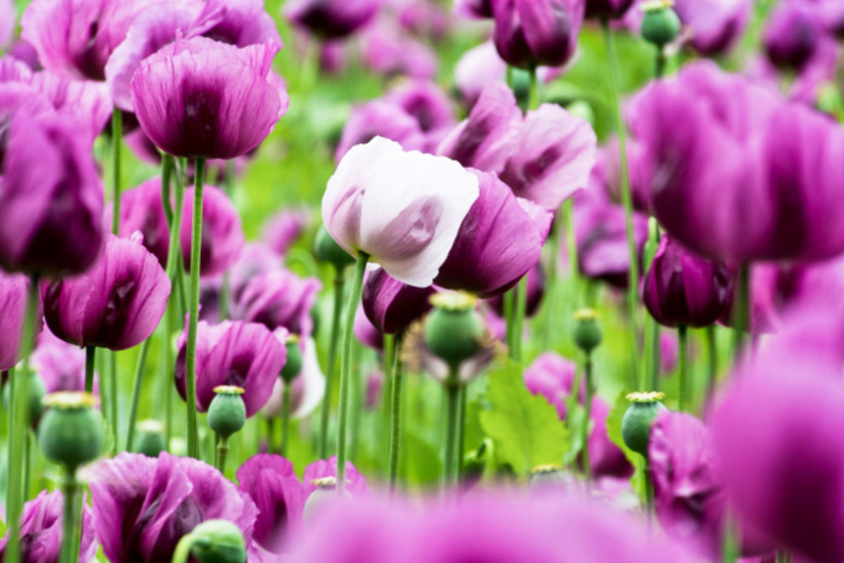 250 AFGHAN Blue POPPY Mixed Colors Papaver Somniferum Pink Purple White Flower Seeds