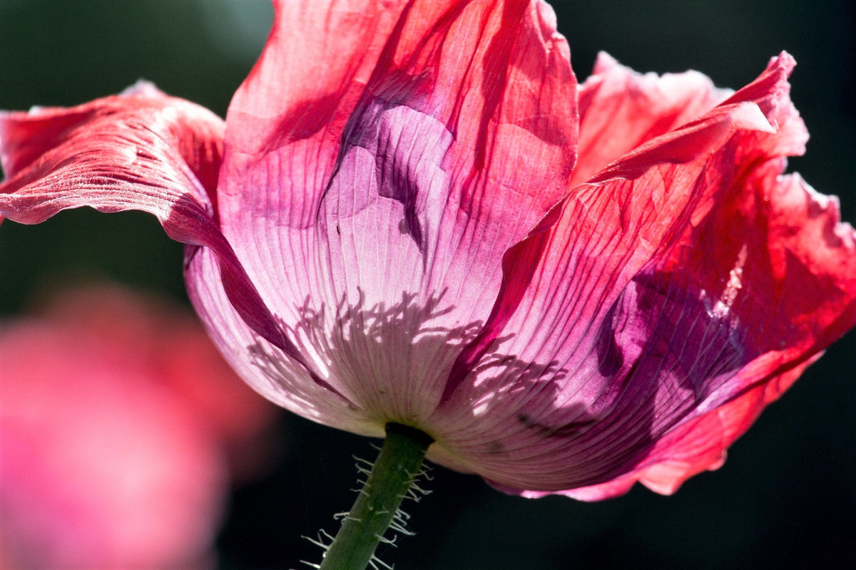 250 AFGHAN Blue POPPY Mixed Colors Papaver Somniferum Pink Purple White Flower Seeds