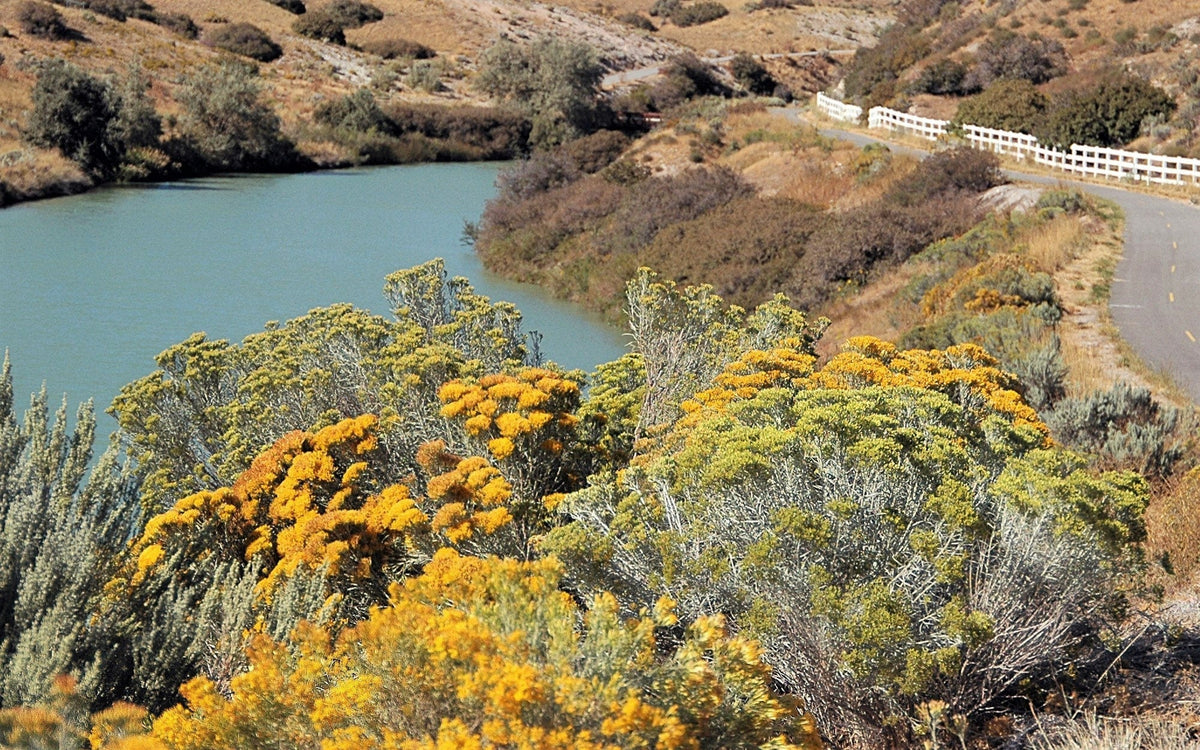 100 RUBBER RABBITBRUSH Chamisa Ericameria Nauseosa Native Desert Shrub Yellow Flower Seeds