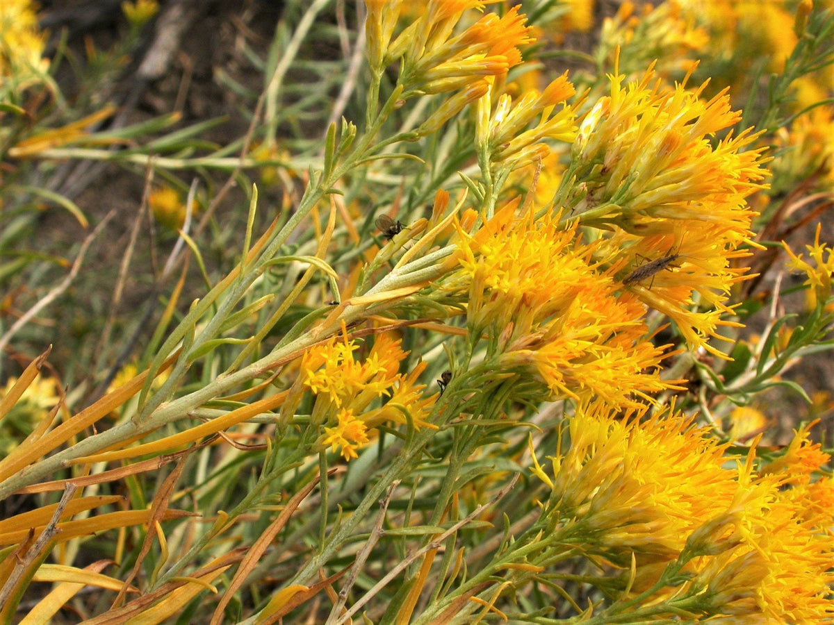 100 RUBBER RABBITBRUSH Chamisa Ericameria Nauseosa Native Desert Shrub Yellow Flower Seeds