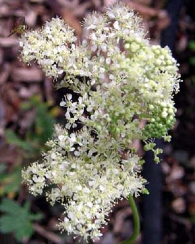 20 QUEEN of the MEADOW Filipendula Ulmaria Meadowsweet Native Prairie Fragrant White Flower Seeds
