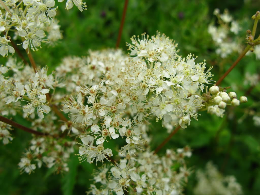 20 QUEEN of the MEADOW Filipendula Ulmaria Meadowsweet Native Prairie Fragrant White Flower Seeds