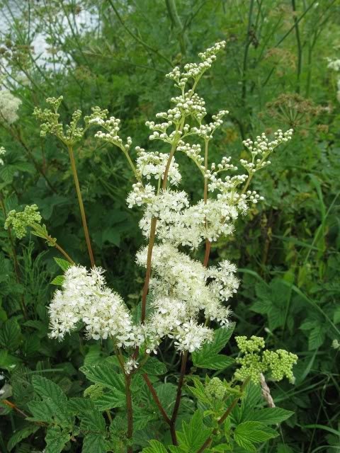 20 QUEEN of the MEADOW Filipendula Ulmaria Meadowsweet Native Prairie Fragrant White Flower Seeds