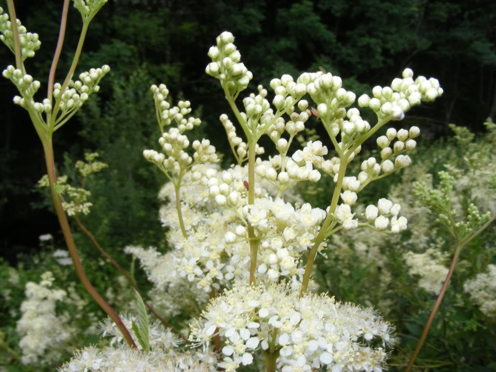 20 QUEEN of the MEADOW Filipendula Ulmaria Meadowsweet Native Prairie Fragrant White Flower Seeds