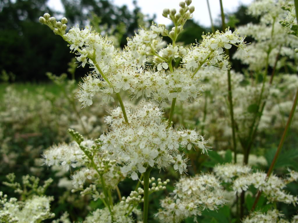 20 QUEEN of the MEADOW Filipendula Ulmaria Meadowsweet Native Prairie Fragrant White Flower Seeds