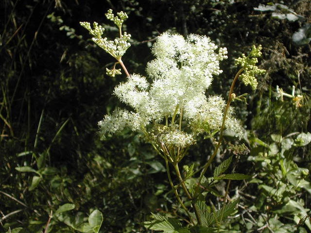 20 QUEEN of the MEADOW Filipendula Ulmaria Meadowsweet Native Prairie Fragrant White Flower Seeds