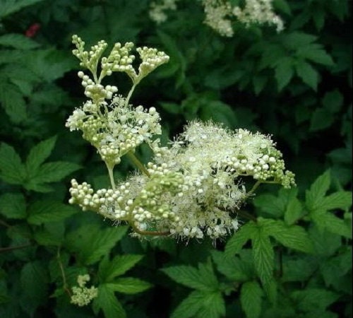 20 QUEEN of the MEADOW Filipendula Ulmaria Meadowsweet Native Prairie Fragrant White Flower Seeds