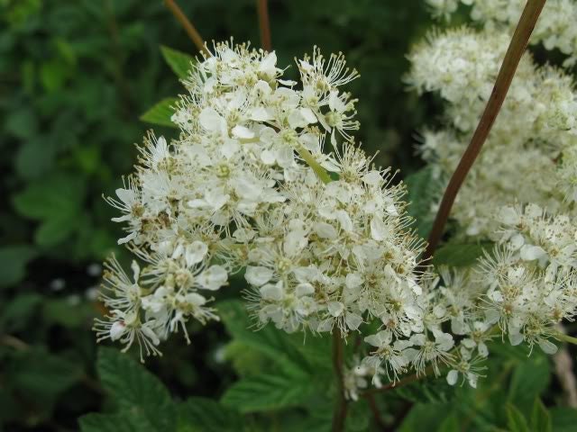 20 QUEEN of the MEADOW Filipendula Ulmaria Meadowsweet Native Prairie Fragrant White Flower Seeds