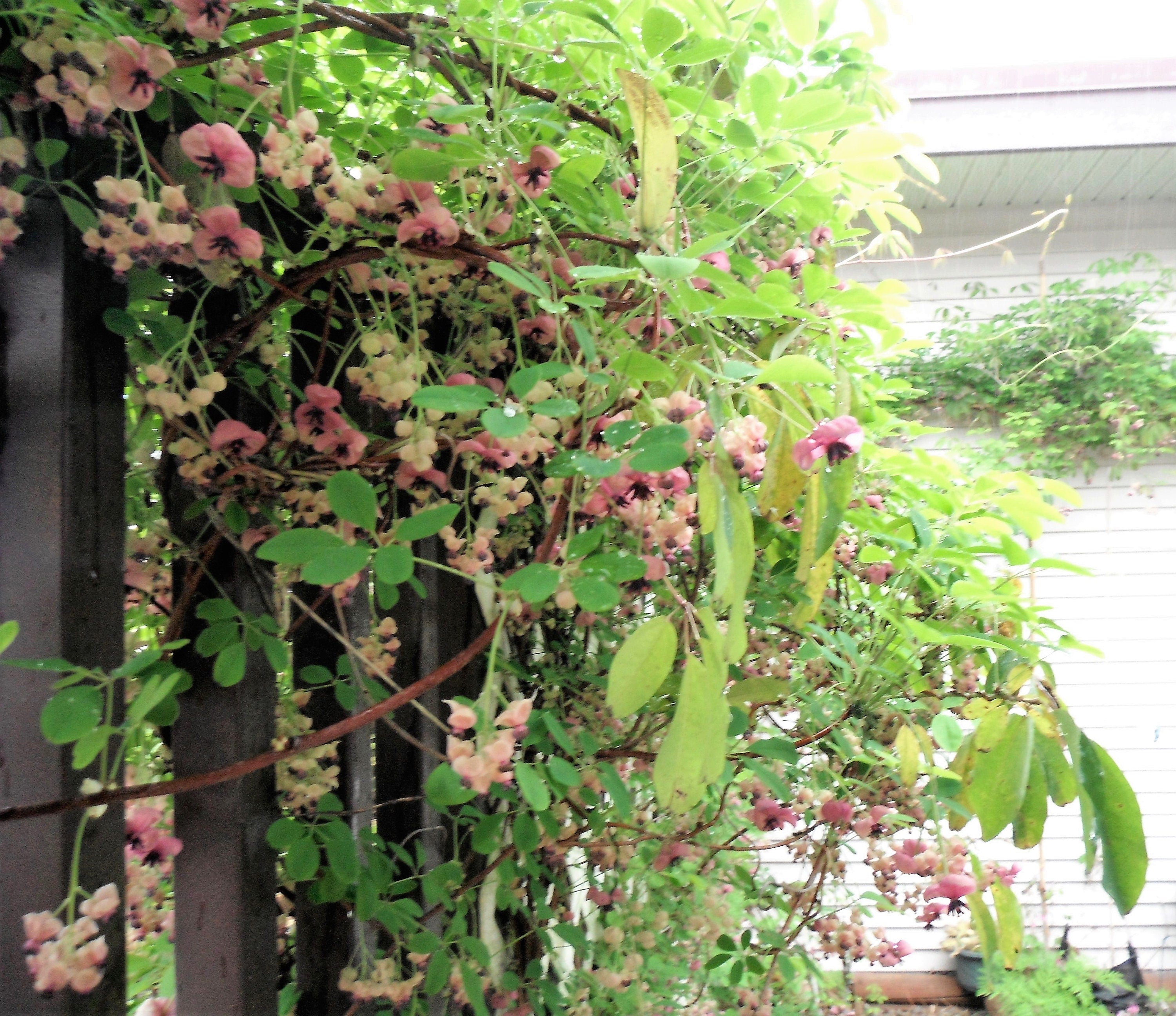 100 - 1000 Bulk CHOCOLATE VINE Edible Fruit Akebia Quinata Fragrant Flower Seeds