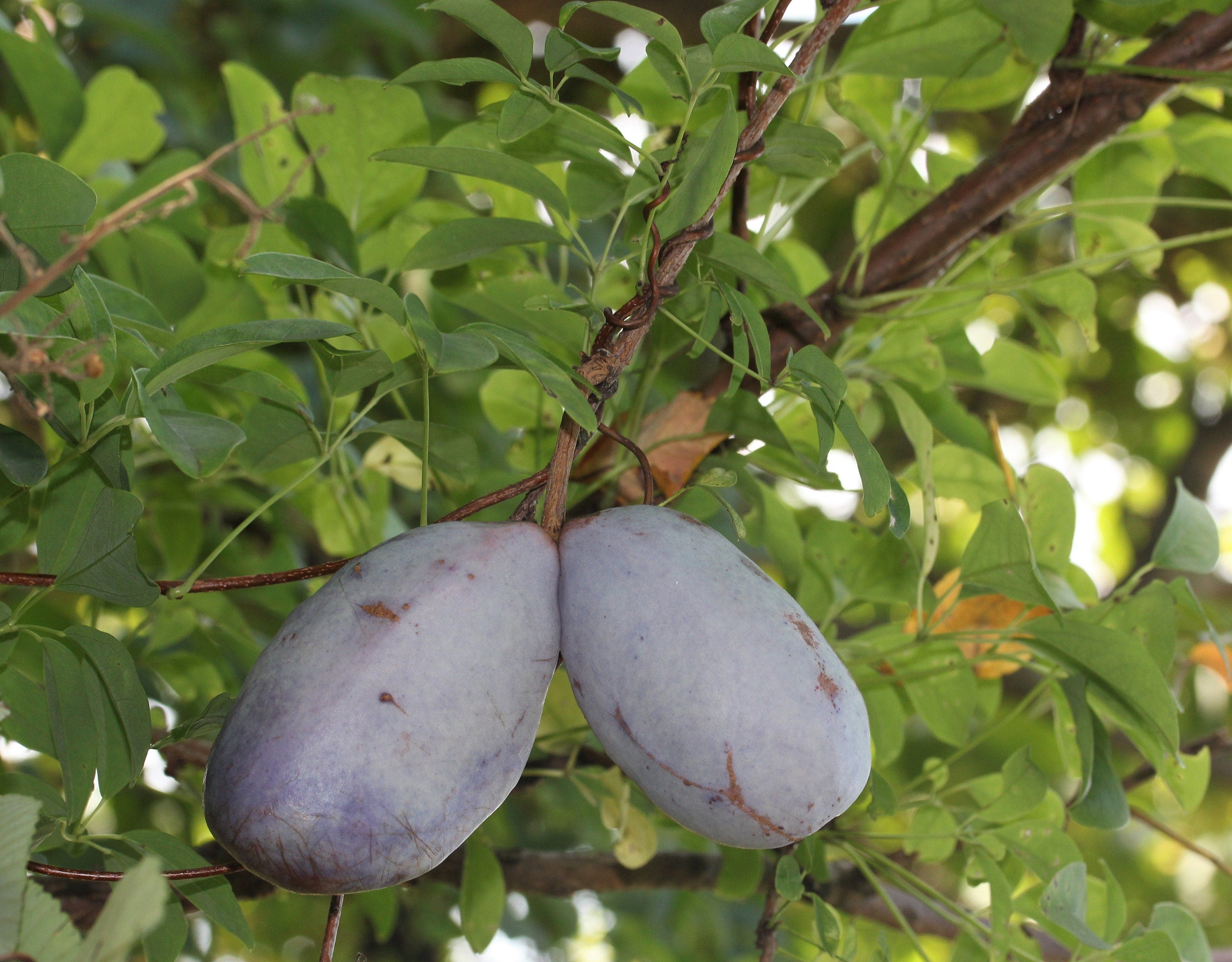 100 - 1000 Bulk CHOCOLATE VINE Edible Fruit Akebia Quinata Fragrant Flower Seeds