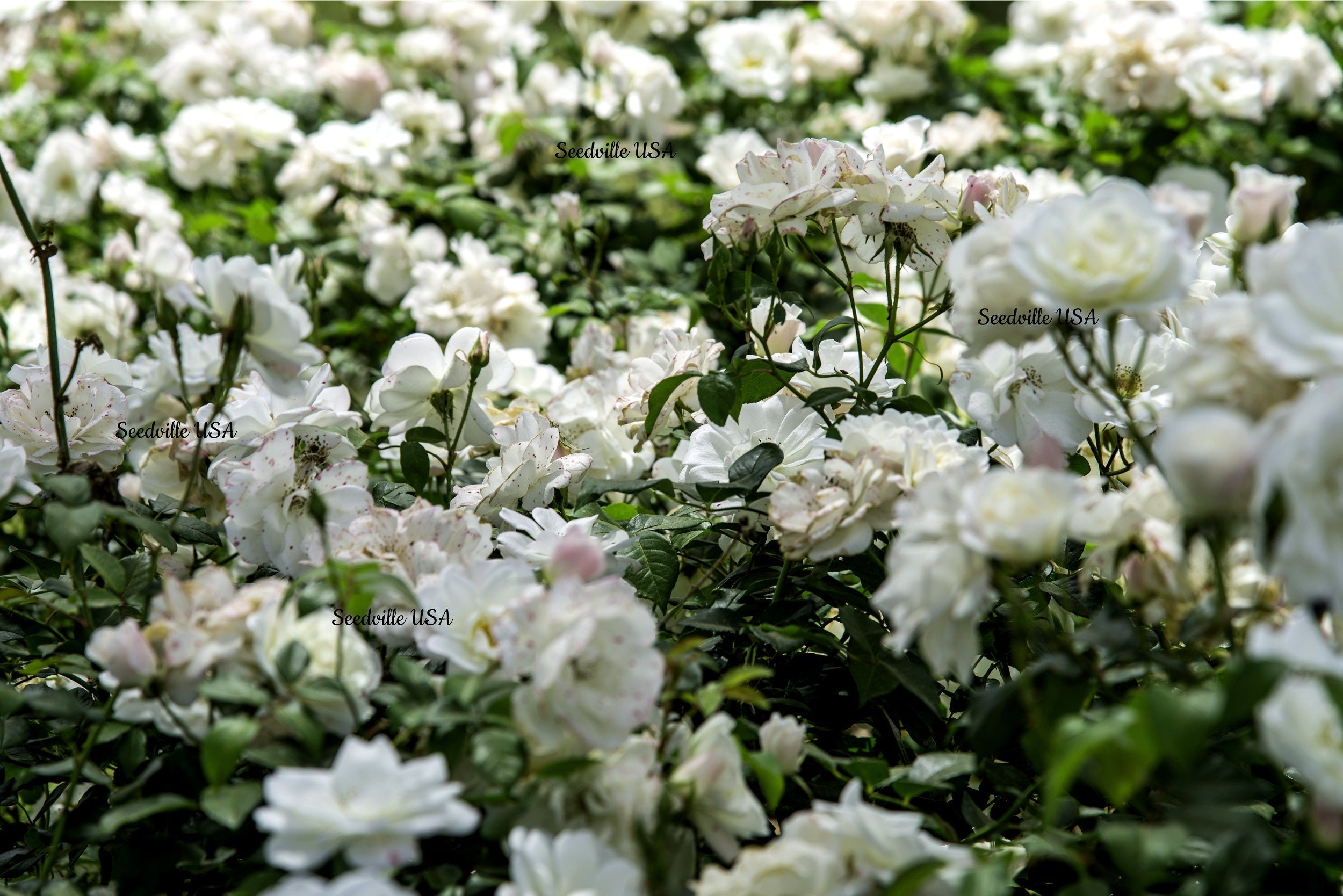 5 WHITE ROSE Rosa Bush Shrub Perennial Flower Seeds