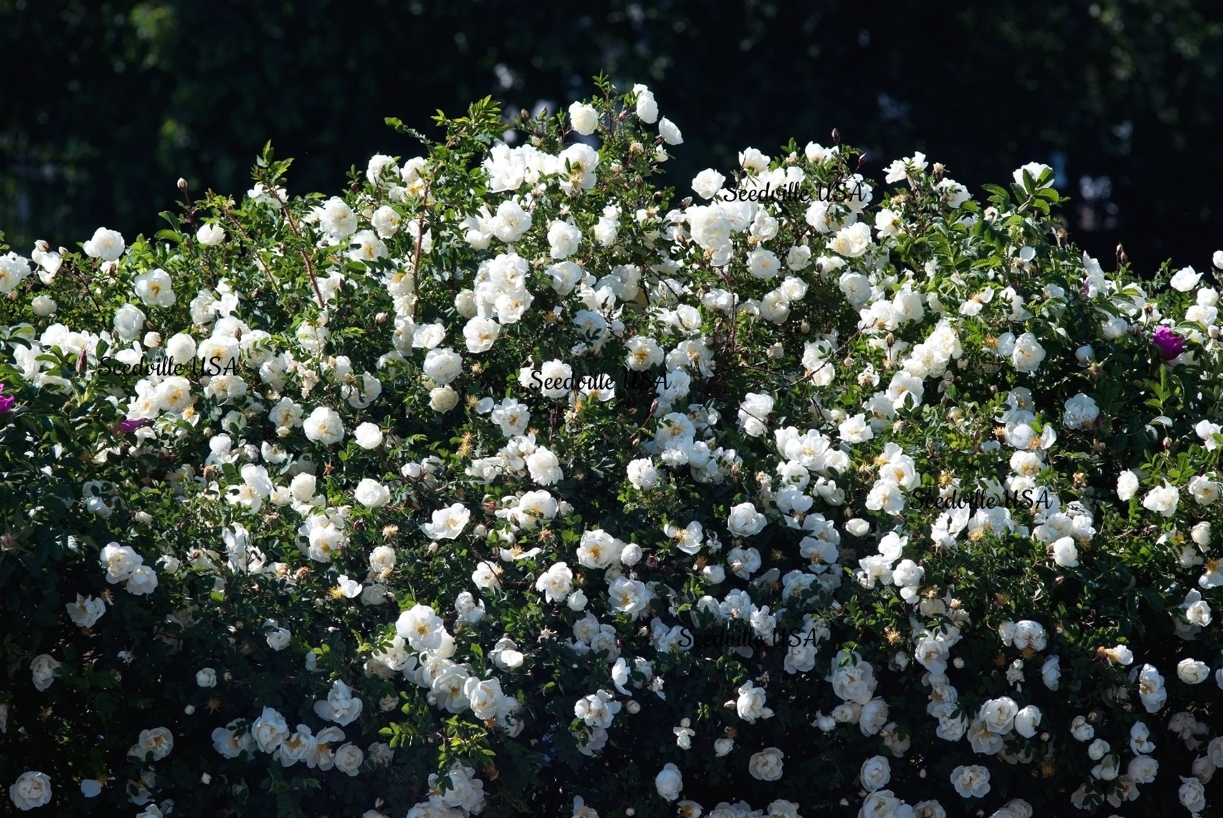 5 WHITE ROSE Rosa Bush Shrub Perennial Flower Seeds