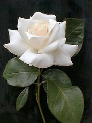 5 WHITE ROSE Rosa Bush Shrub Perennial Flower Seeds
