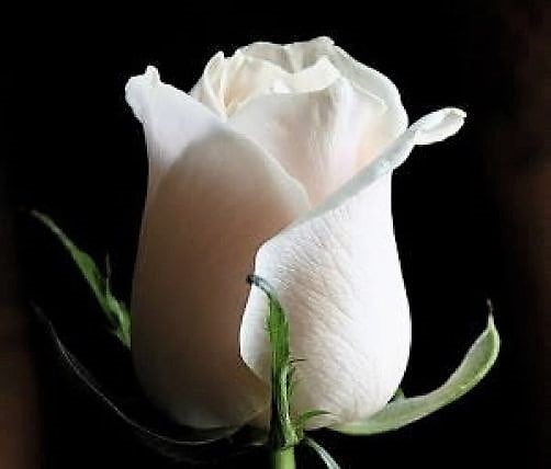 5 WHITE ROSE Rosa Bush Shrub Perennial Flower Seeds