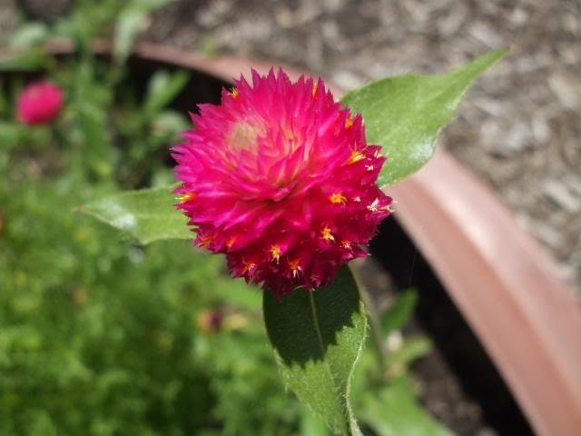 50 GLOBE AMARANTH MIX Gomphrena Globosa Mixed Colors Amaranthus Flower Seeds