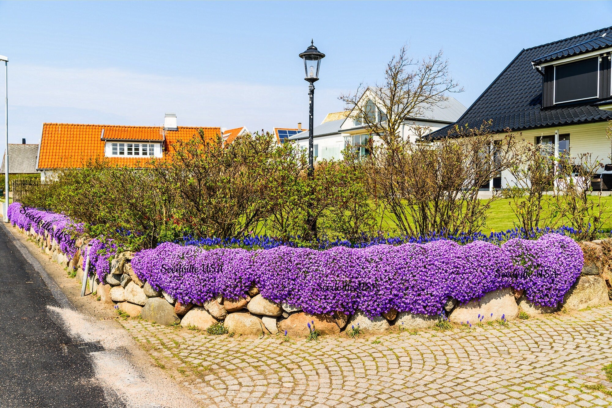 500 PURPLE ROCKCRESS Rock Cress Aubrieta Deltoidea Flower Seeds