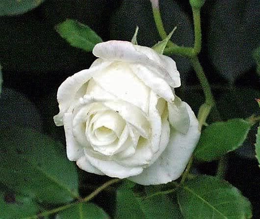 5 WHITE ROSE Rosa Bush Shrub Perennial Flower Seeds