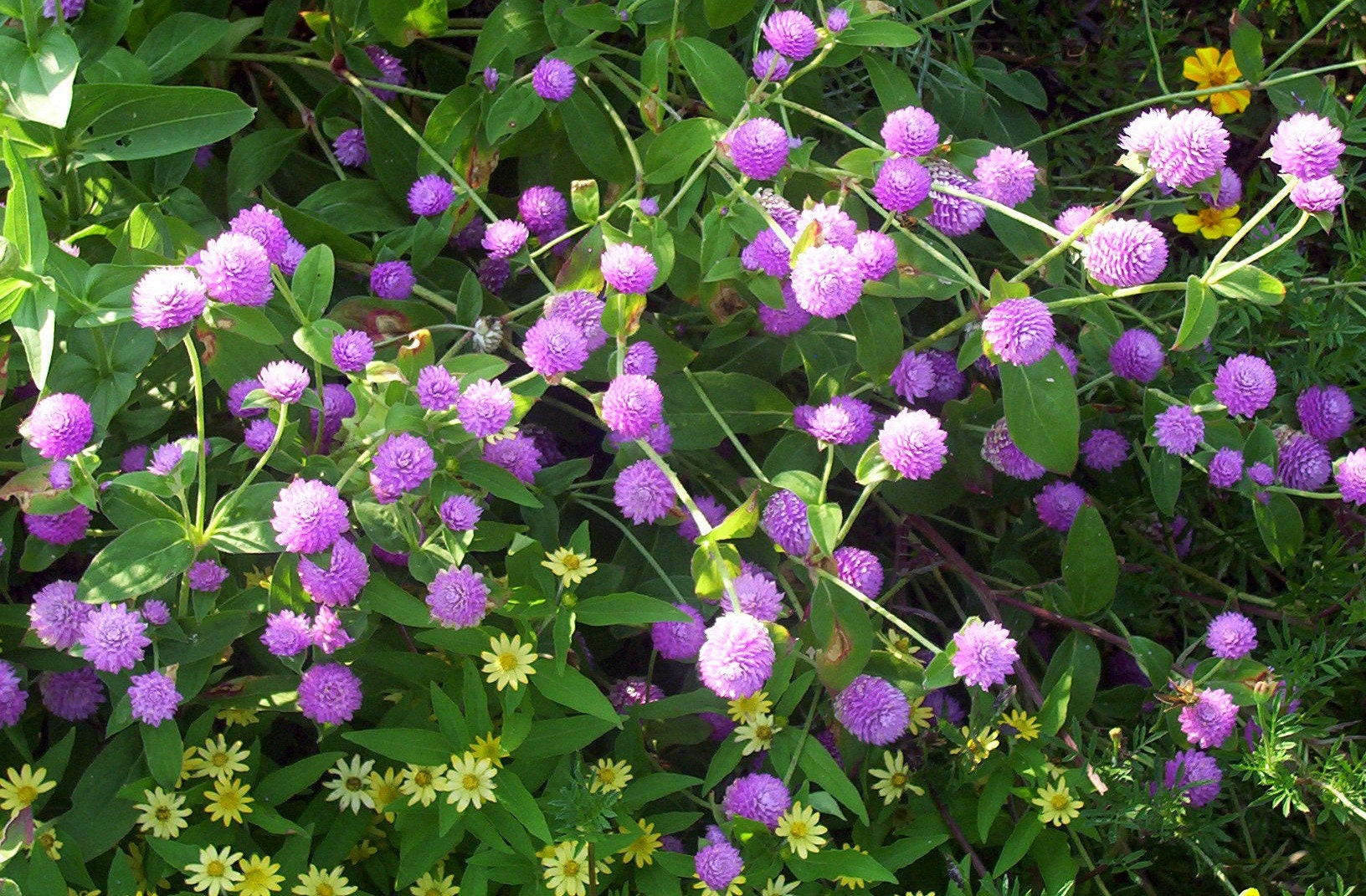 50 GLOBE AMARANTH MIX Gomphrena Globosa Mixed Colors Amaranthus Flower Seeds