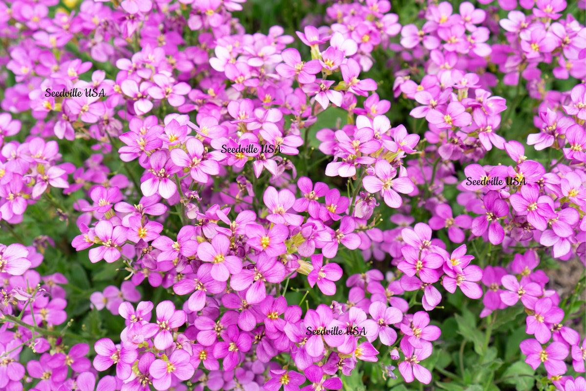 150 SPRING CHARM ROCKCRESS Rose Rock Cress Arabis Arendsii Flower Mix Seeds
