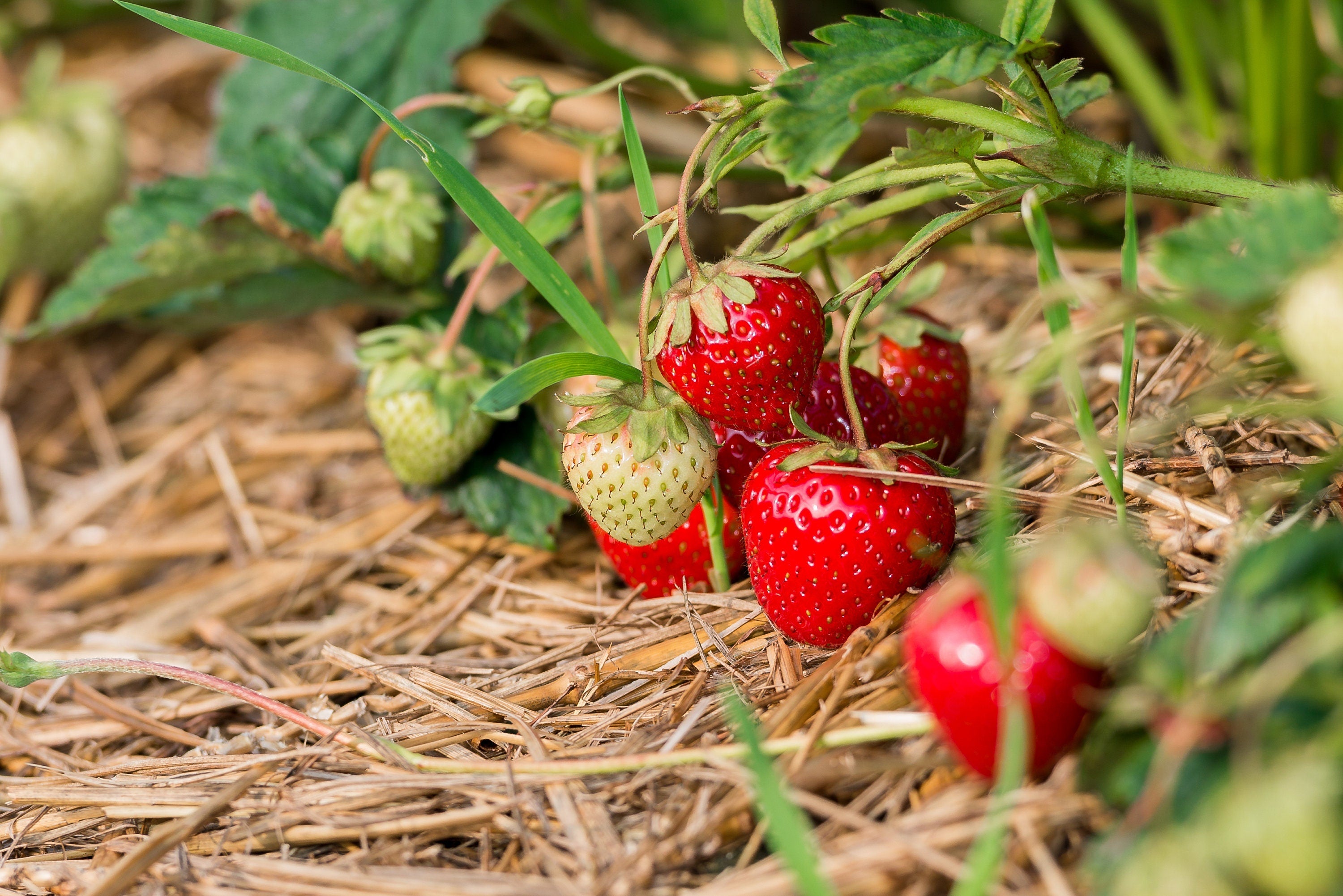 100 ALPINE STRAWBERRY Fragaria Vesca Red Fruit White Flower Seeds