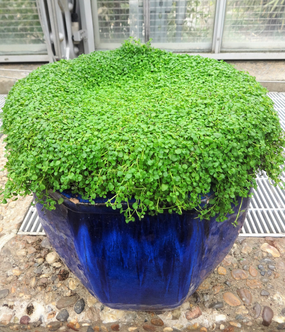 1g 27,500 BULK CORSICAN MINT Mentha Requienii Fragrant Hern Ground Cover Flower 1 Gram Seeds