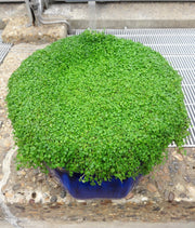 1g 27,500 BULK CORSICAN MINT Mentha Requienii Fragrant Hern Ground Cover Flower 1 Gram Seeds