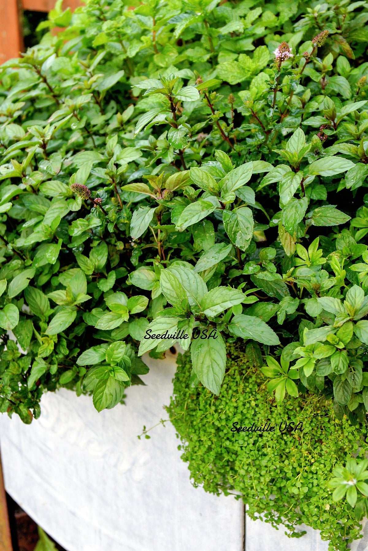 1g 27,500 BULK CORSICAN MINT Mentha Requienii Fragrant Hern Ground Cover Flower 1 Gram Seeds