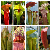 10 MIXED PITCHER PLANT Sarracenia Carnivorous Red Purple Yellow White Flower Seeds