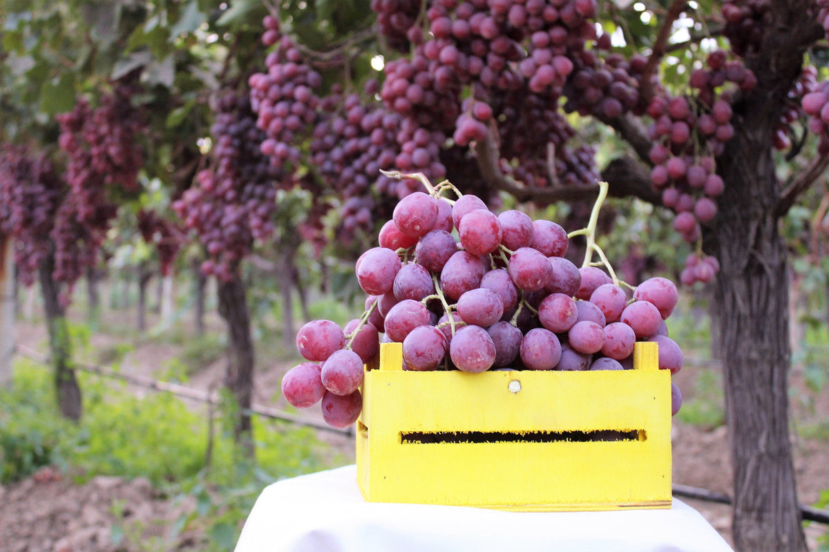 10 Giant RED GLOBE GRAPE Vitis Vinifera Fruit Vine Seeds