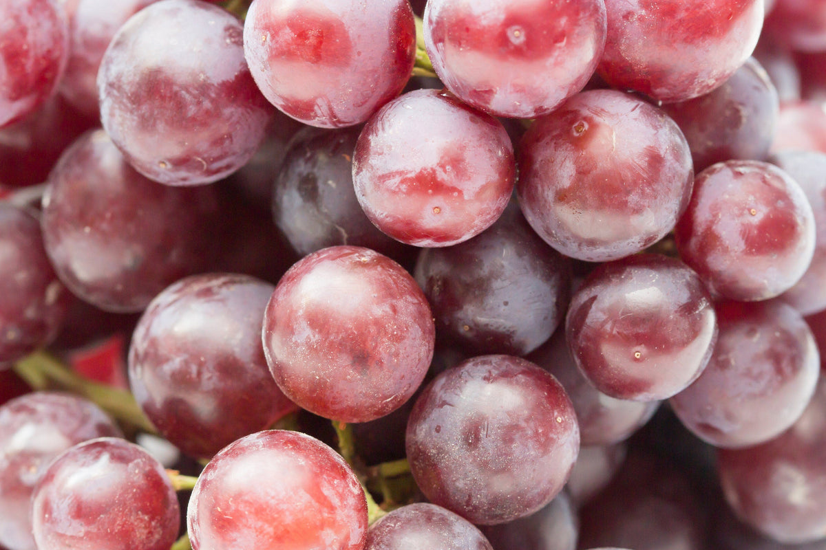 10 Giant RED GLOBE GRAPE Vitis Vinifera Fruit Vine Seeds