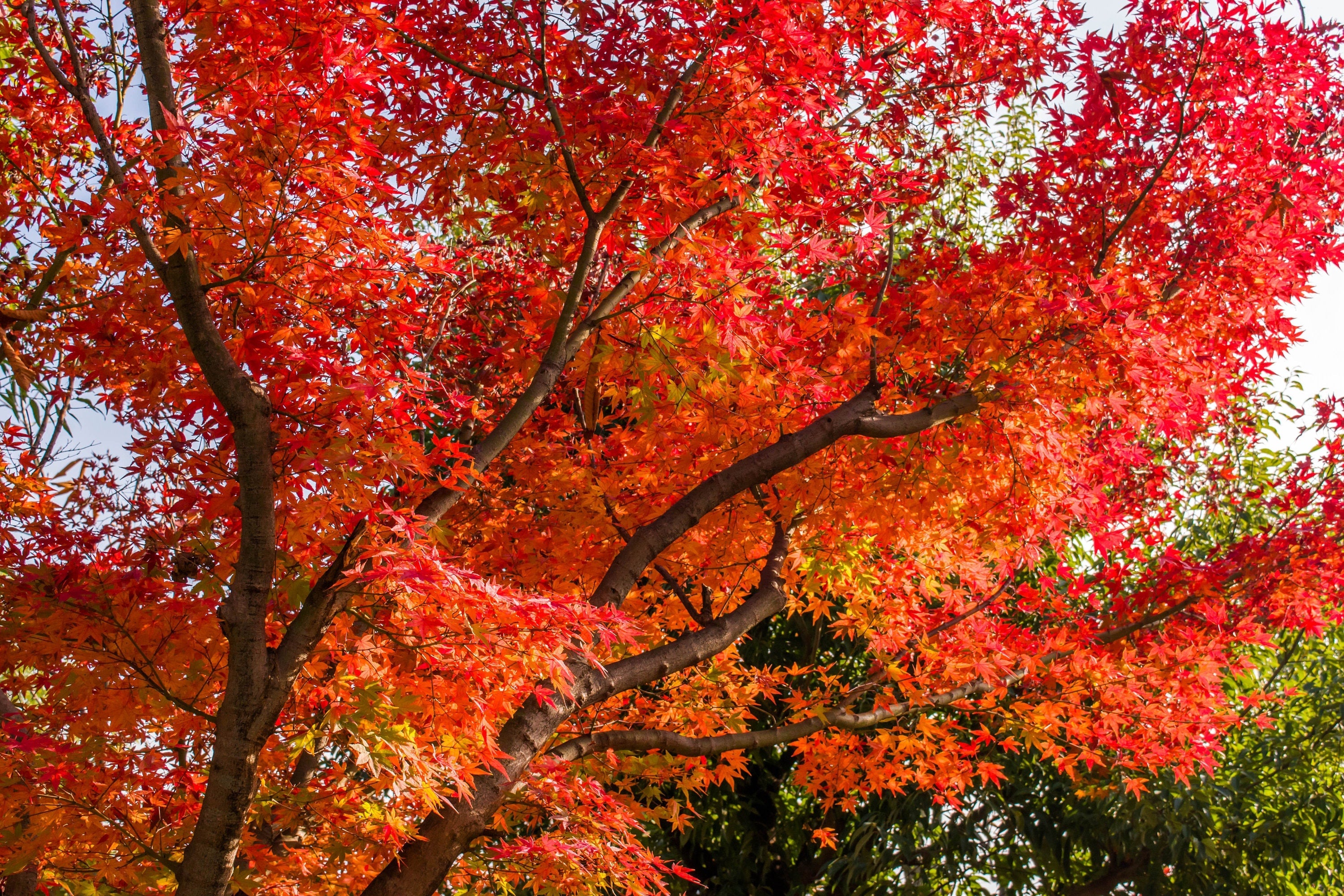10 RED JAPANESE MAPLE Tree Bloodgood Ornamental Acer Palmatum Seeds