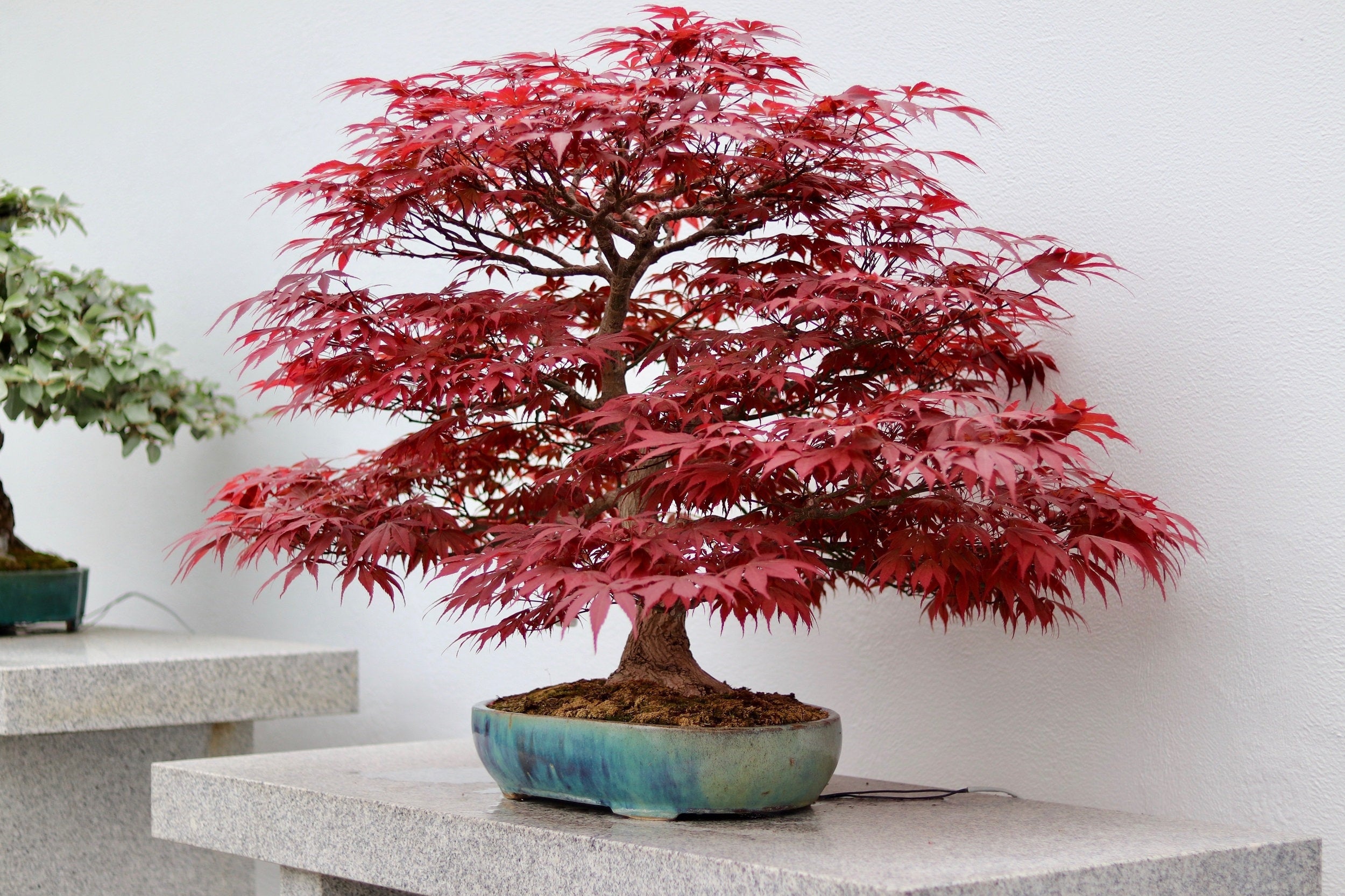 10 RED JAPANESE MAPLE Tree Bloodgood Ornamental Acer Palmatum Seeds