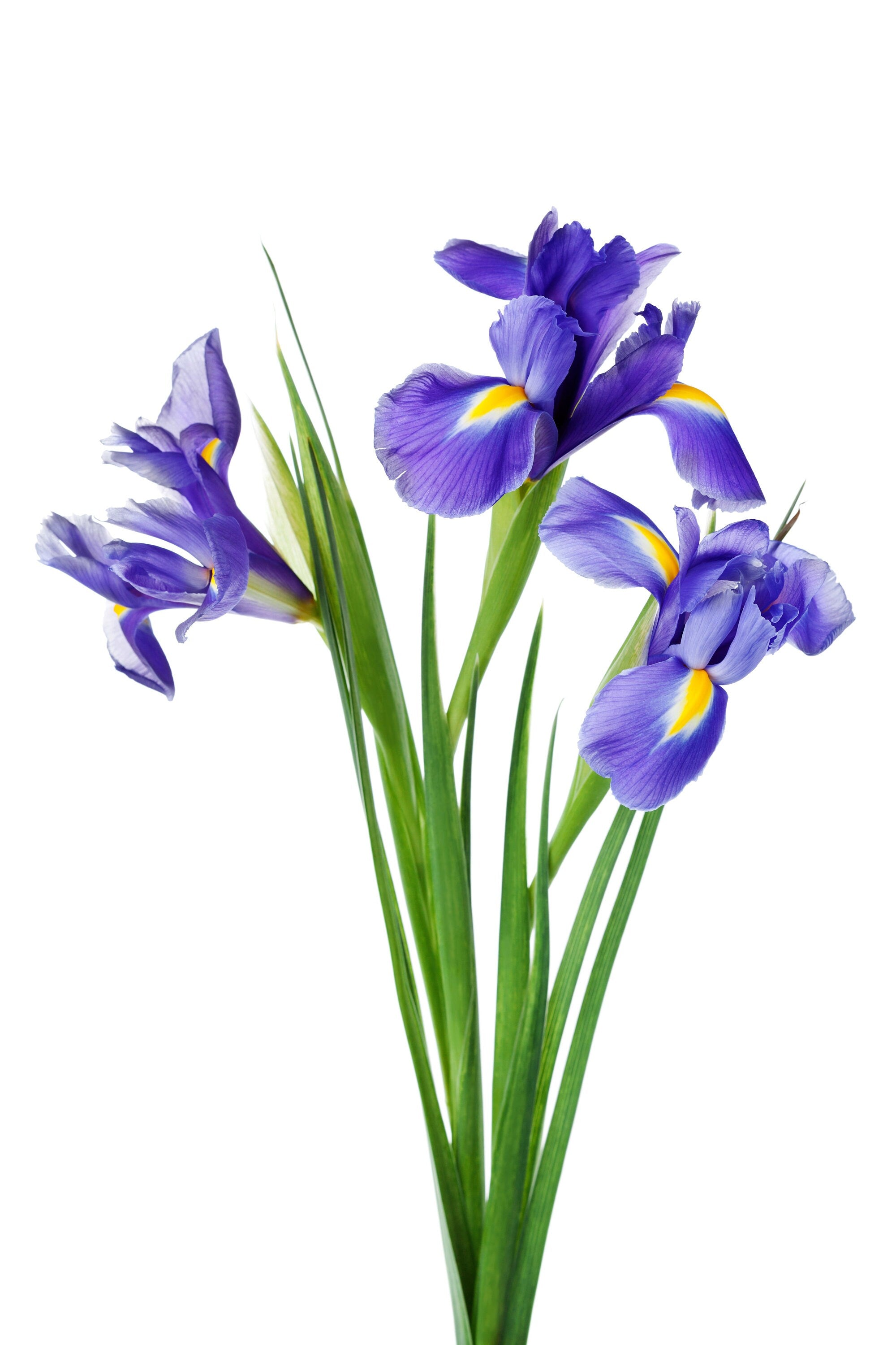 25 BLUE FLAG IRIS Versicolor ( Dry - Moist Soil ) Native Purple Yellow White Fragrant Flower Seeds