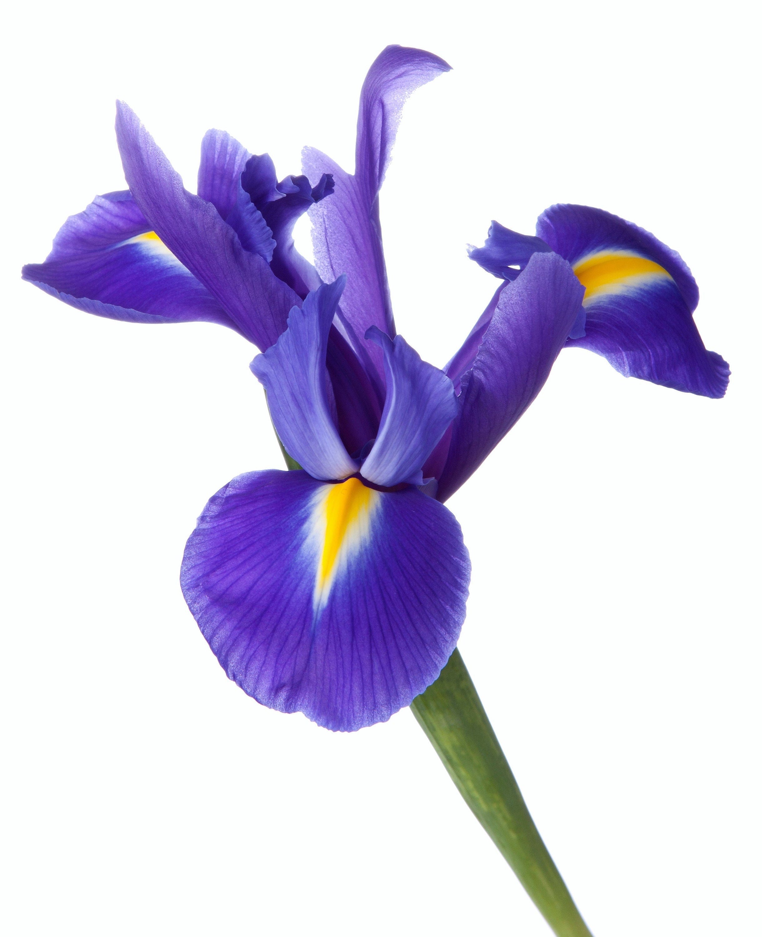 25 BLUE FLAG IRIS Versicolor ( Dry - Moist Soil ) Native Purple Yellow White Fragrant Flower Seeds