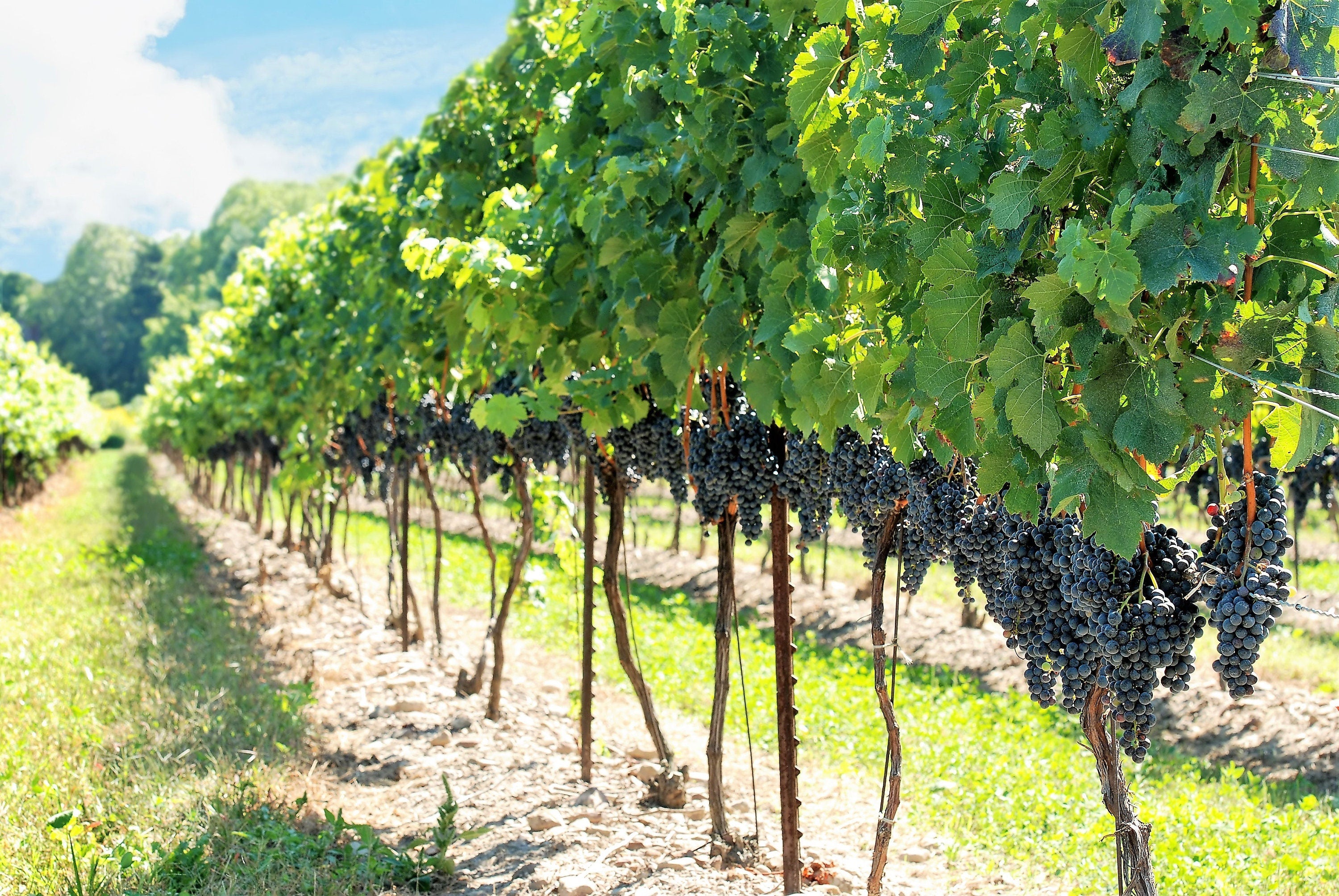 10 Purple CONCORD GRAPE Fruit Vine Vitis Labrusca White Flower Seeds