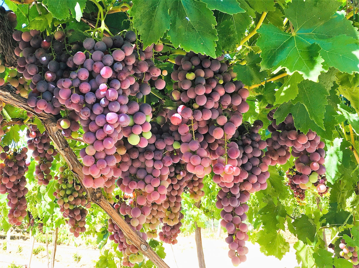 10 Giant RED GLOBE GRAPE Vitis Vinifera Fruit Vine Seeds