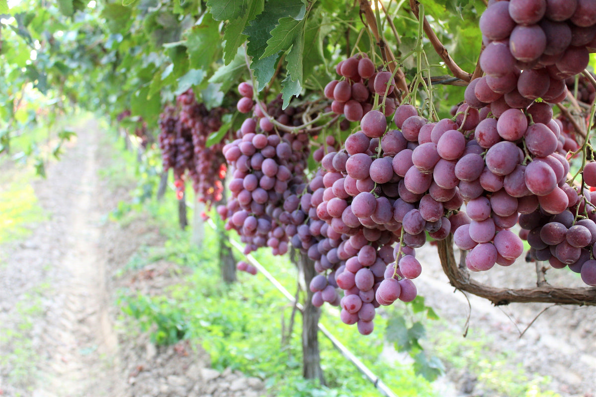 10 Giant RED GLOBE GRAPE Vitis Vinifera Fruit Vine Seeds