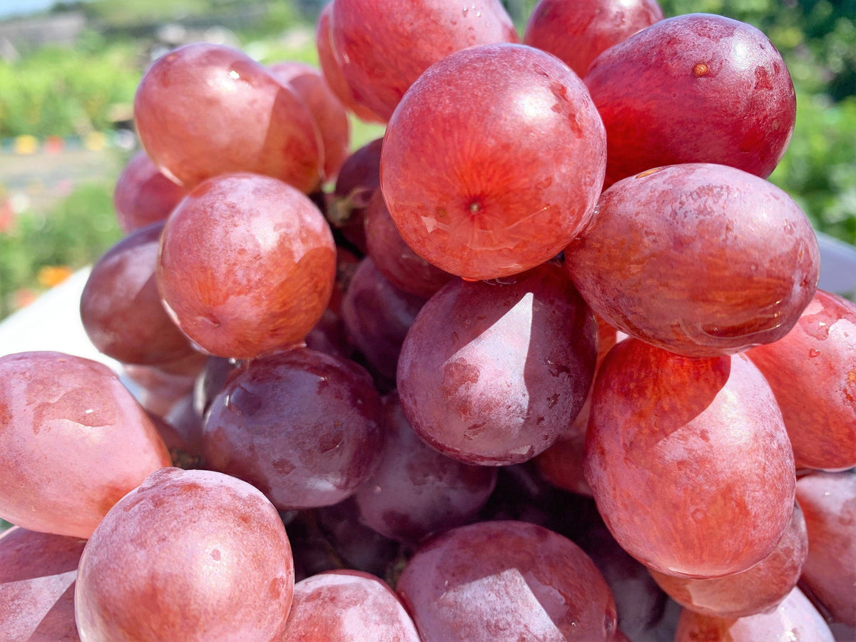 10 Giant RED GLOBE GRAPE Vitis Vinifera Fruit Vine Seeds
