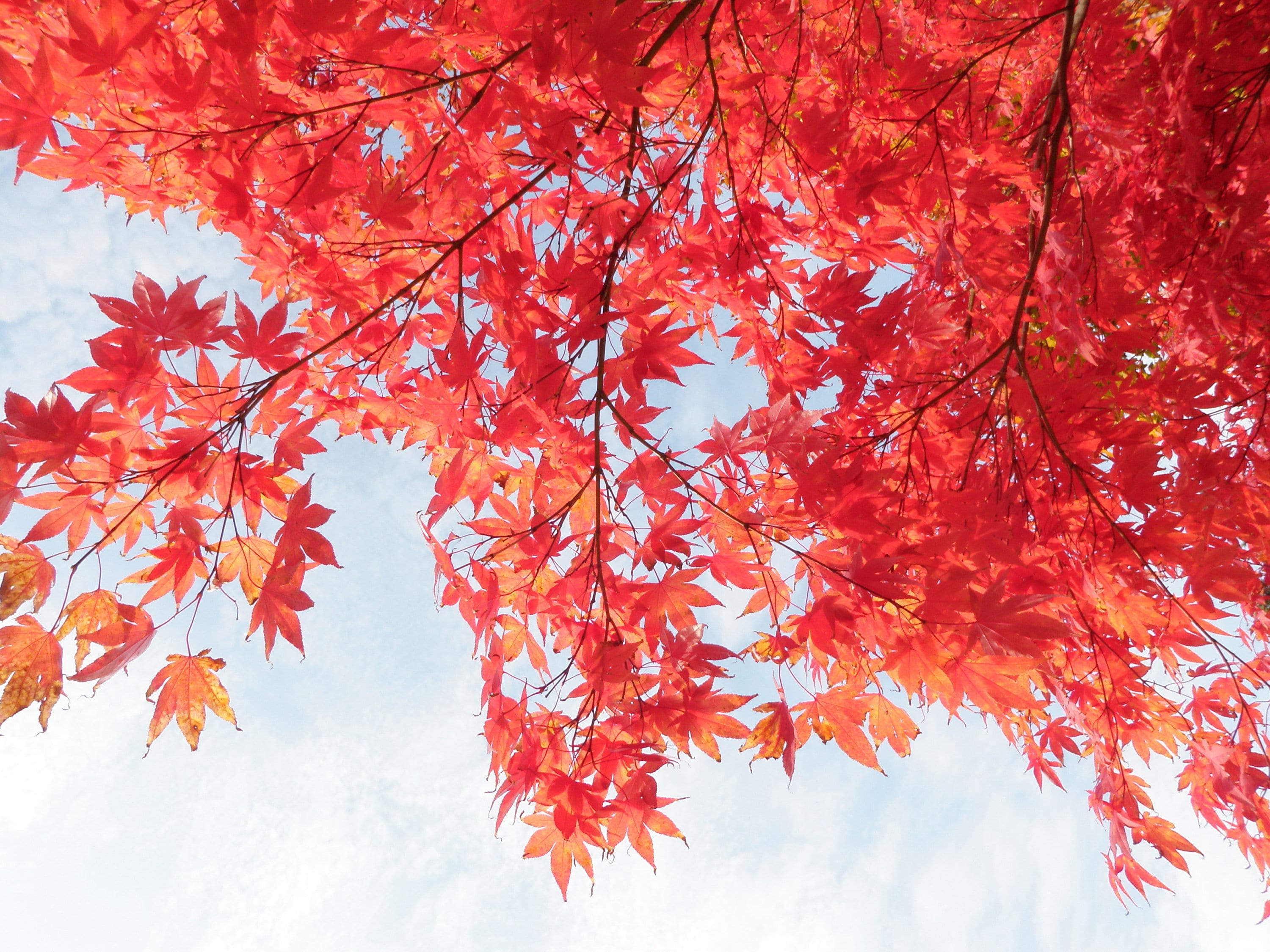 10 RED JAPANESE MAPLE Tree Bloodgood Ornamental Acer Palmatum Seeds