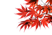 10 RED JAPANESE MAPLE Tree Bloodgood Ornamental Acer Palmatum Seeds