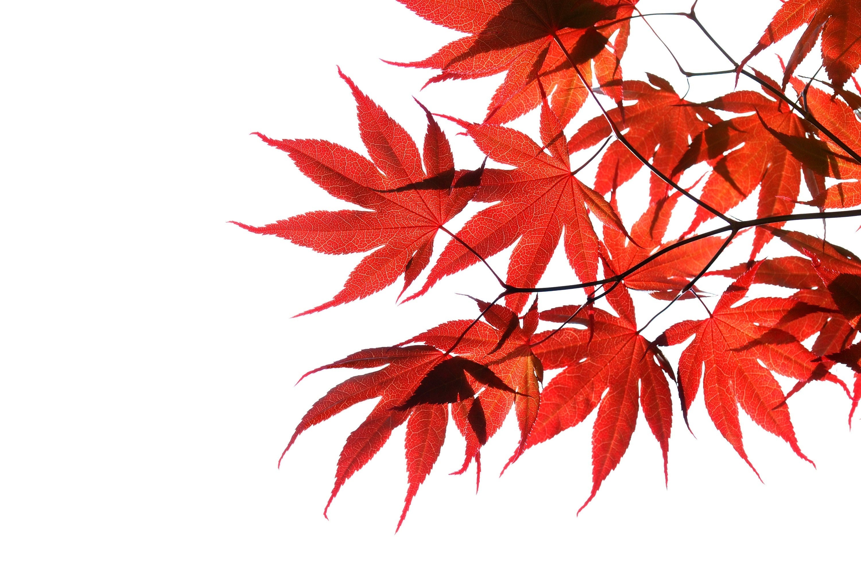 10 RED JAPANESE MAPLE Tree Bloodgood Ornamental Acer Palmatum Seeds