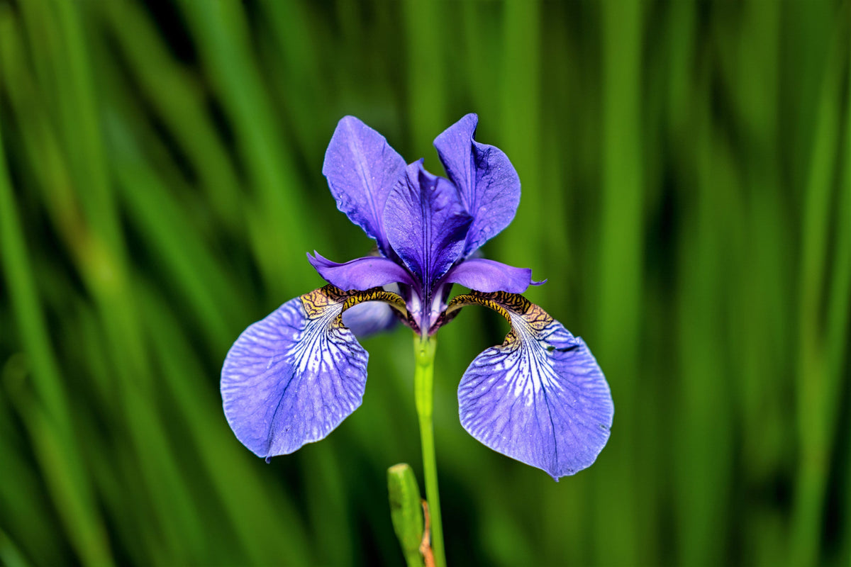 25 BLUE FLAG IRIS Versicolor ( Dry - Moist Soil ) Native Purple Yellow White Fragrant Flower Seeds